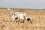 SETTER ANGLAIS 145